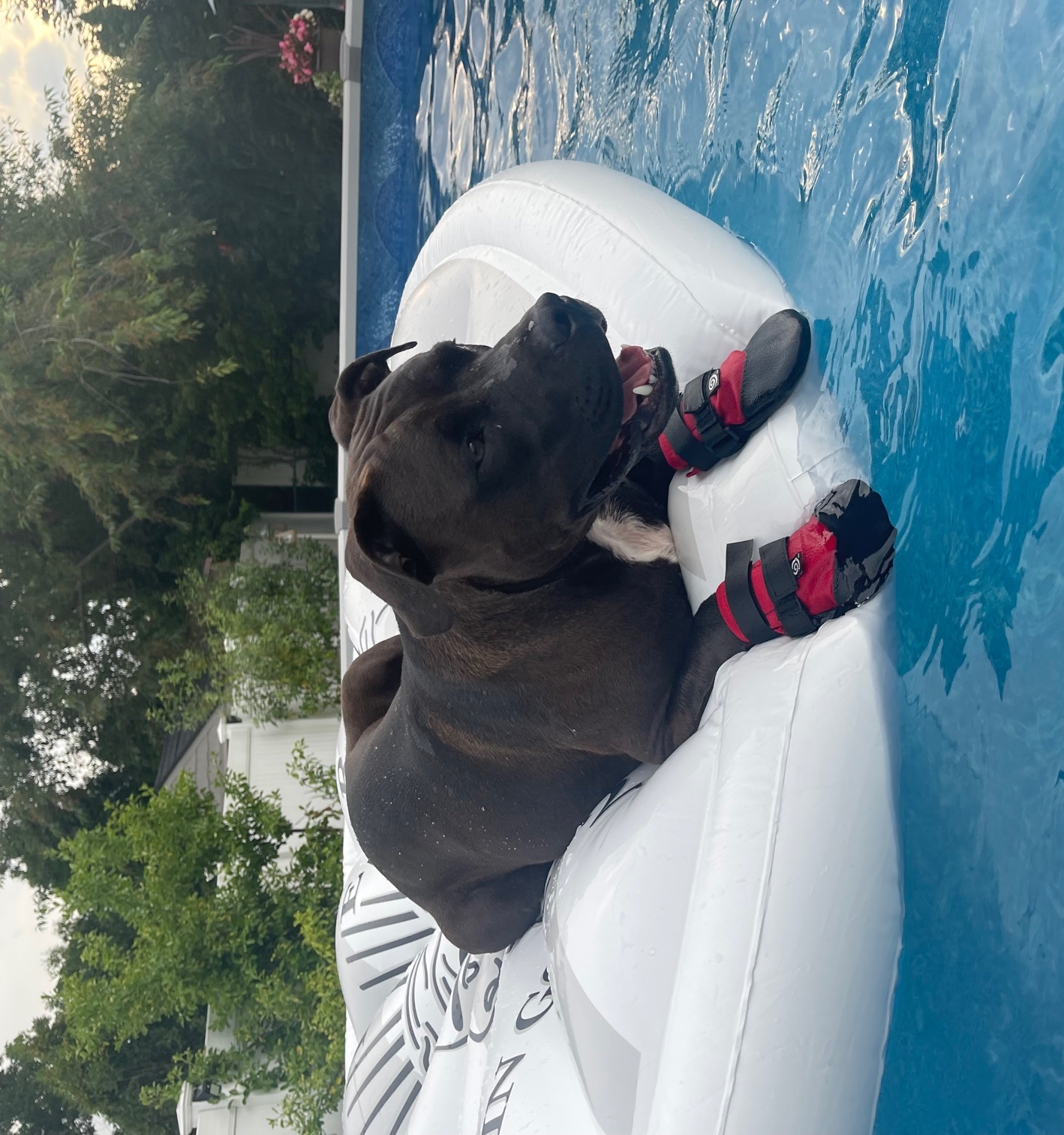 Dog wearing boots in the pool