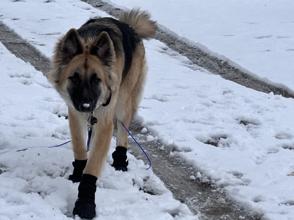 Dog Wearing Boots in the Snow