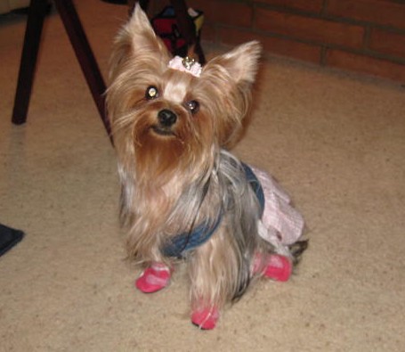 Yorkie wearing pink boots indoors