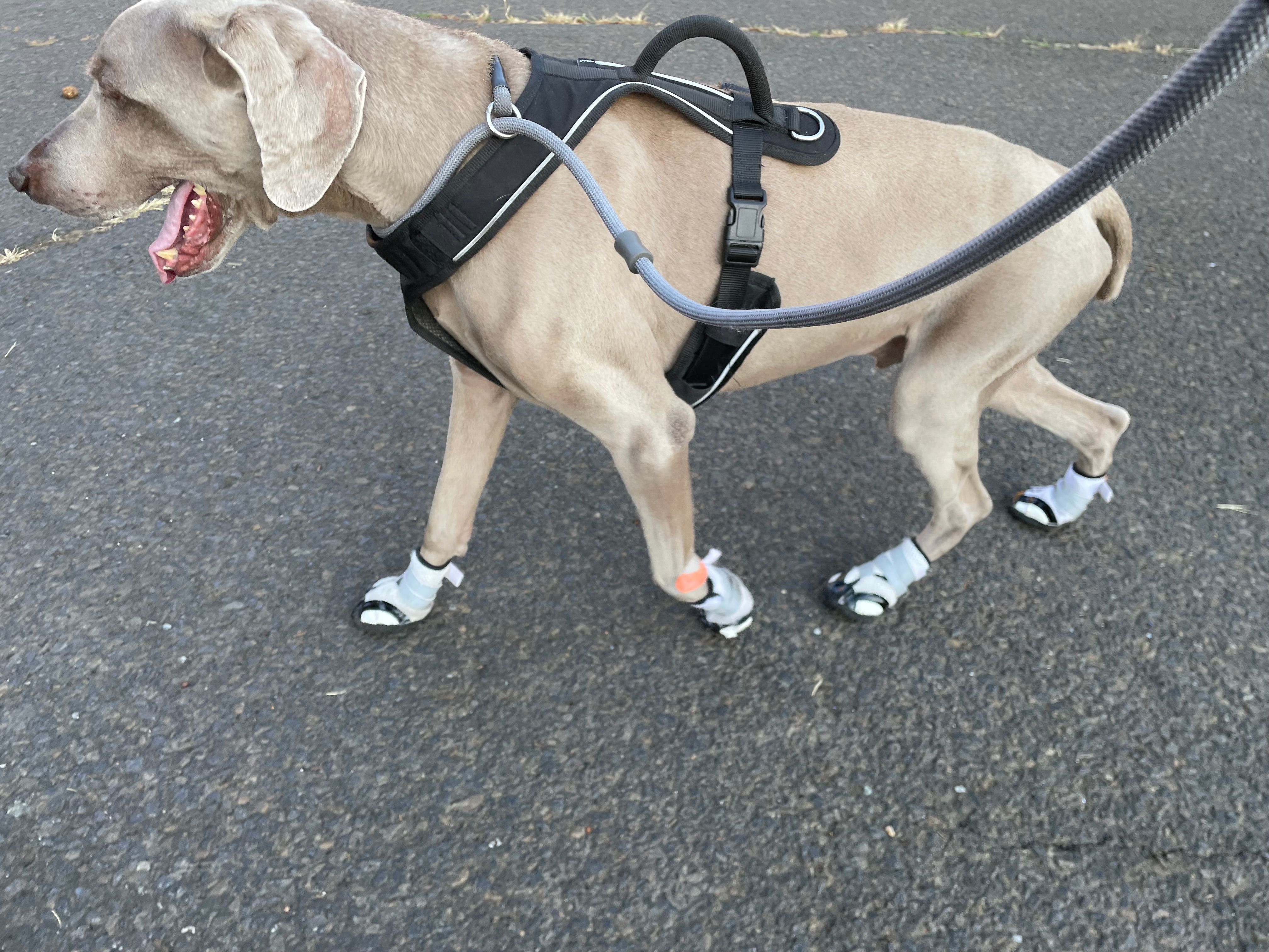 Amigo the senior Weimaraner wearing dog boots outdoors