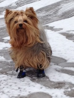 Yorkshire Terrier wearing winter boots in snow