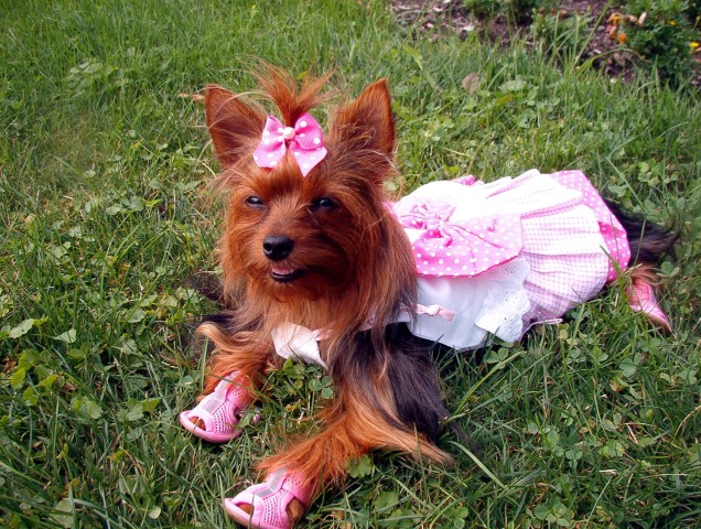 Yorkshire Terrier wearing pink shoes outdoors