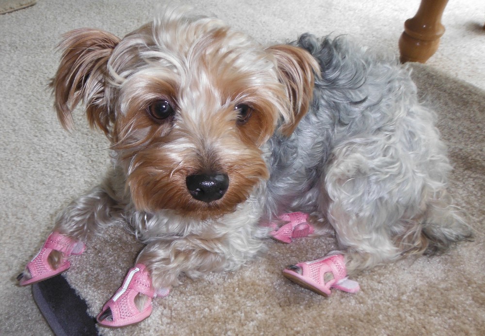 Yorkshire Terrier wearing pink dog shoes