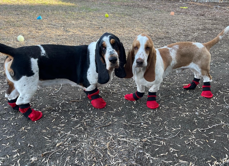 bassett hound dog boots