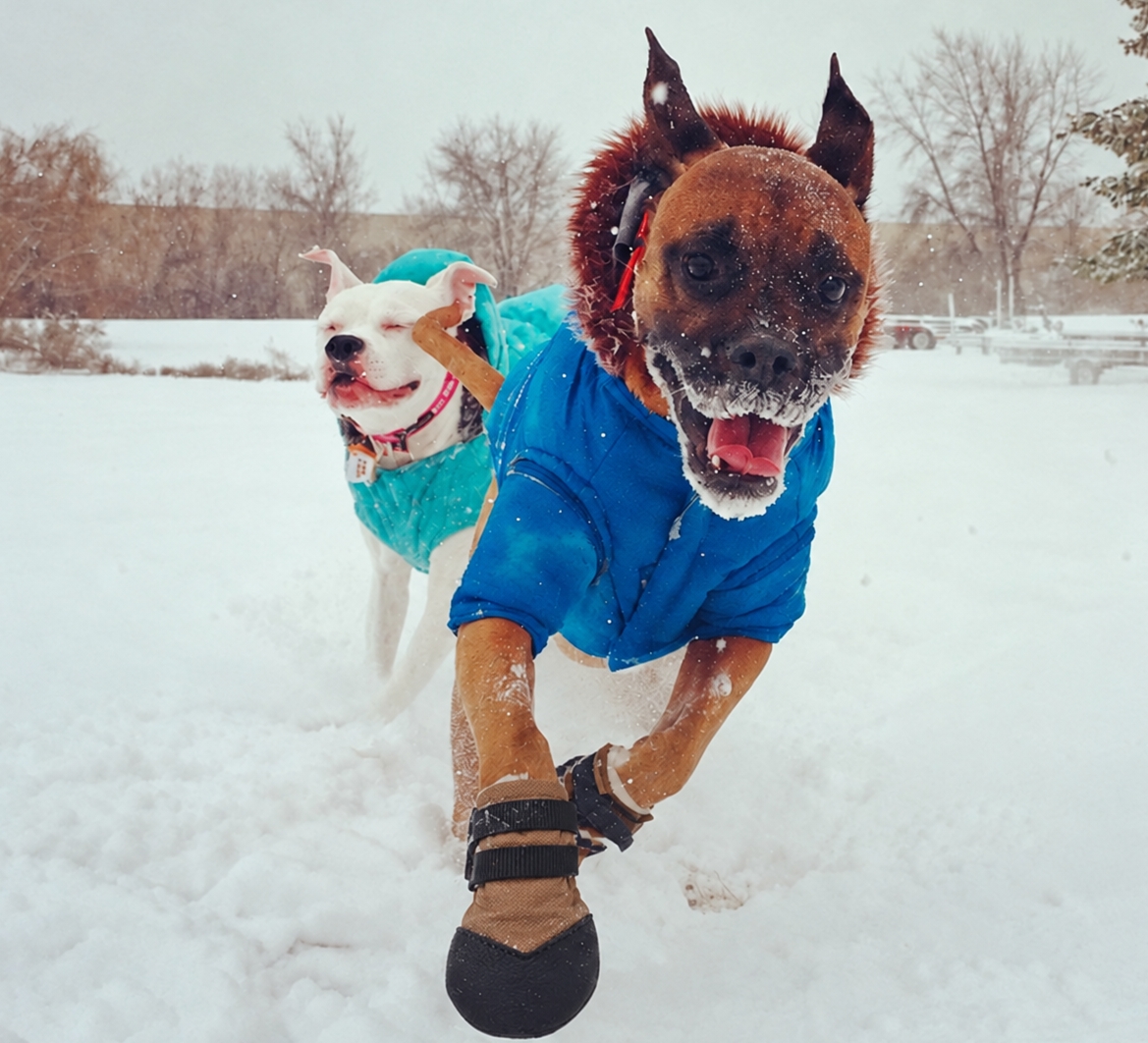 Boxer Running in Snow Boots