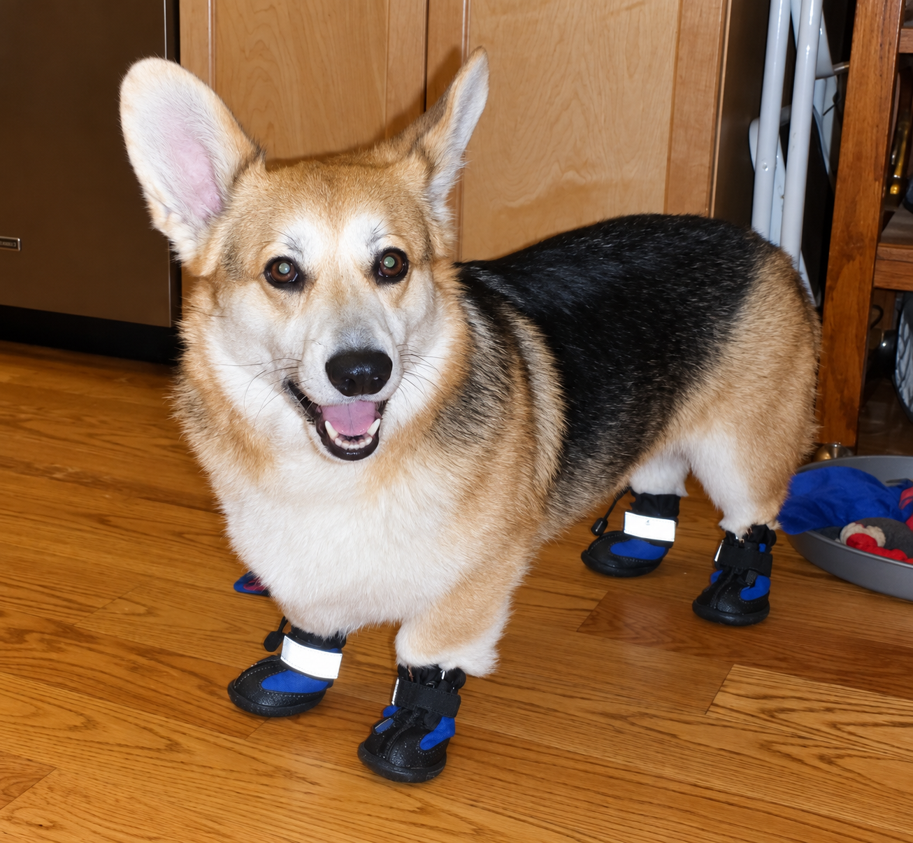 Corgi Wearing Dog Boots