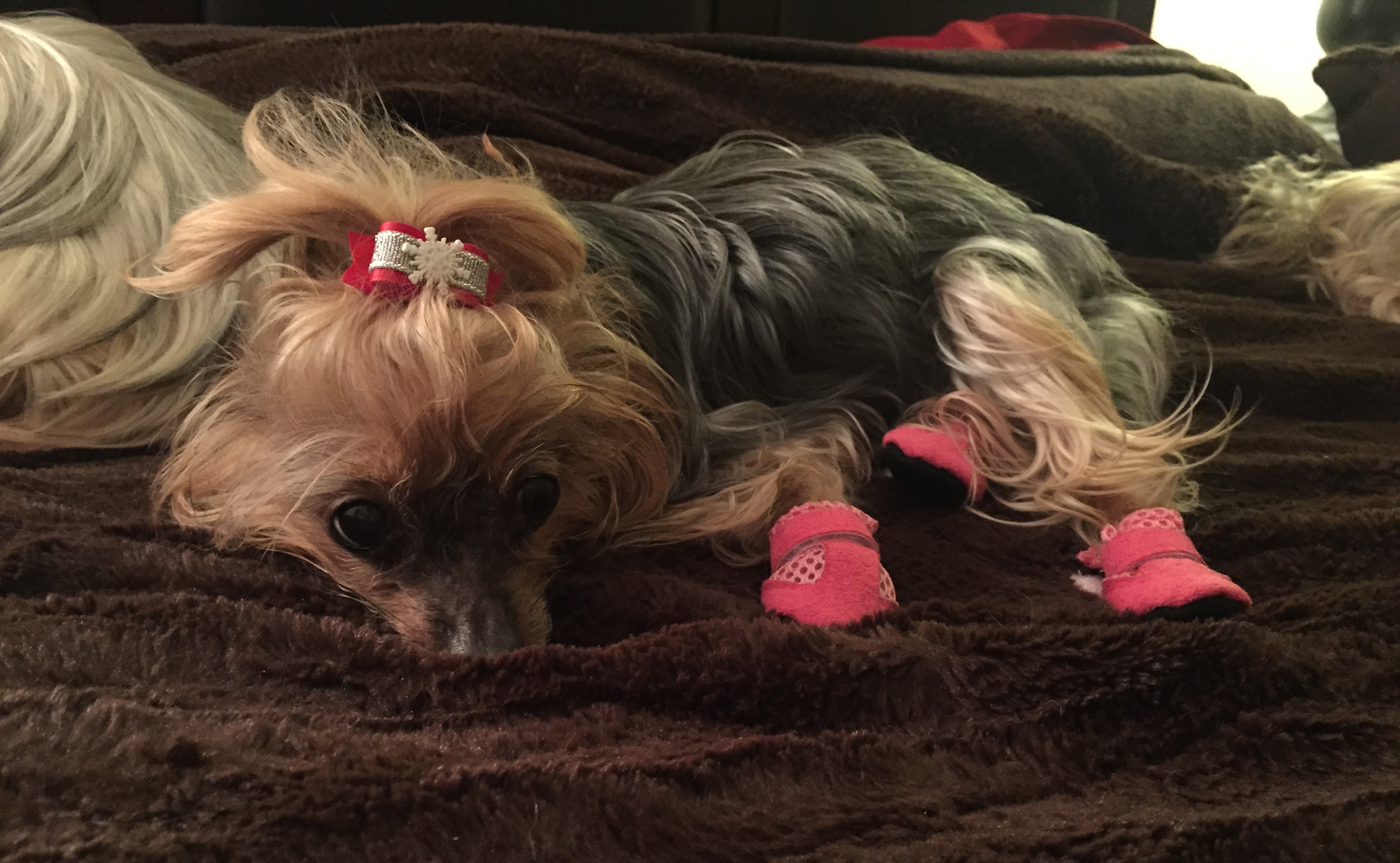 Yorkie wearing pink dog boots