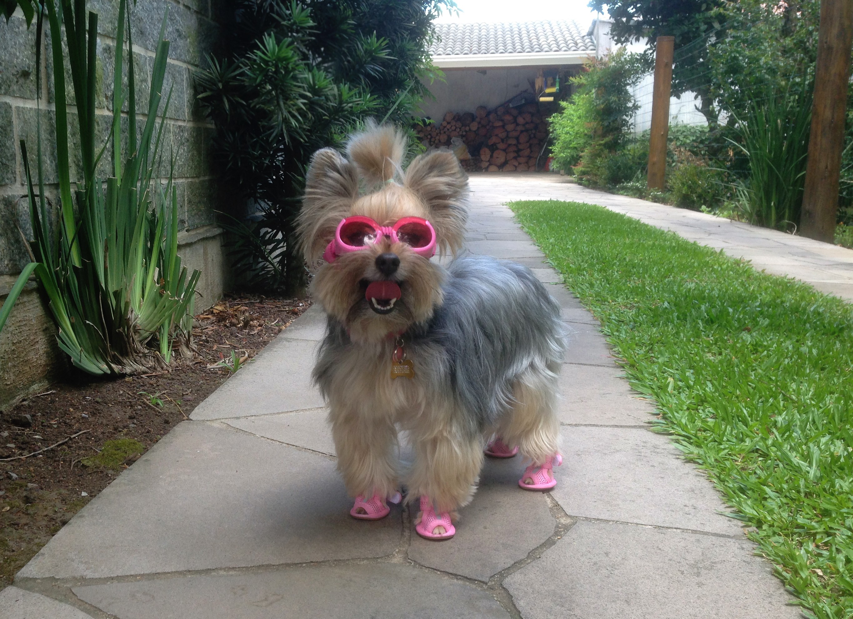 Yorkshire Terrier walking in pink boots