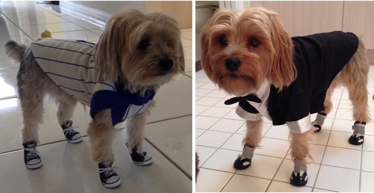 Yorkies wearing dog shoes and costumes
