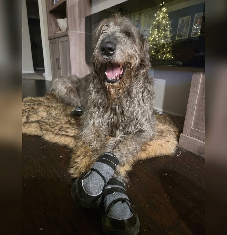 Irish Wolfhound wearing dog boots