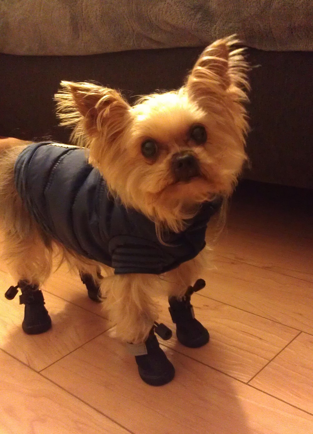Yorkie wearing black dog boots indoors