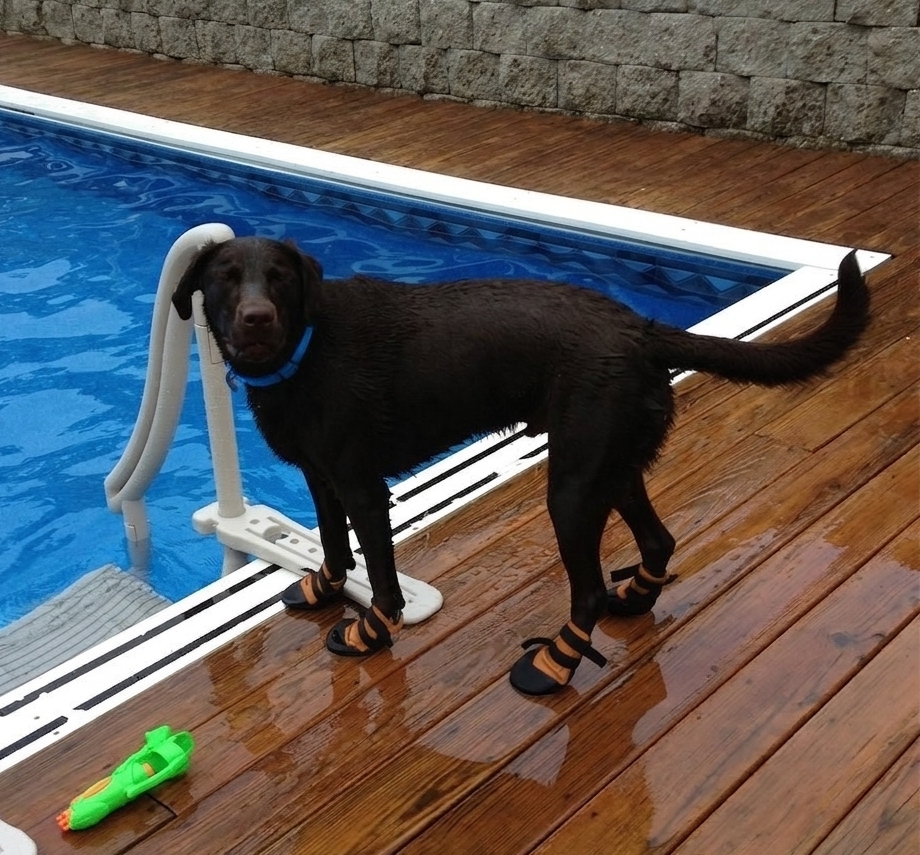 Black Labrador Retriever wearing dog boots by a pool