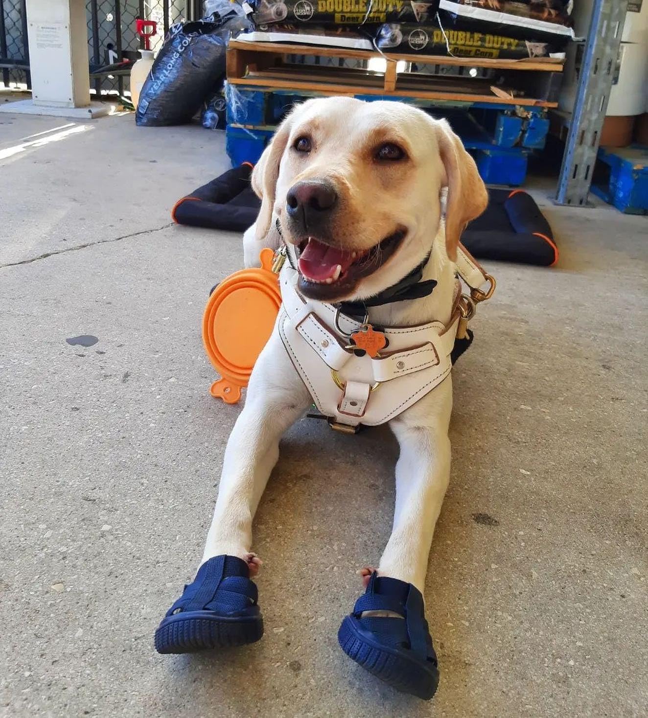 Labrador Retriever wearing dog boots