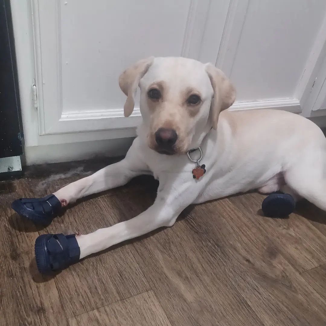Yellow Lab wearing dog boots indoors