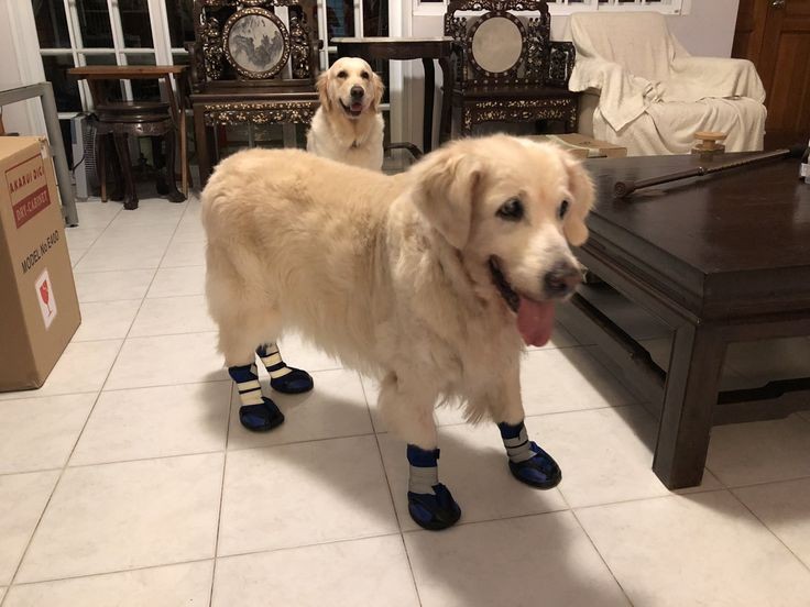 Labrador Retriever near pool wearing blue boots