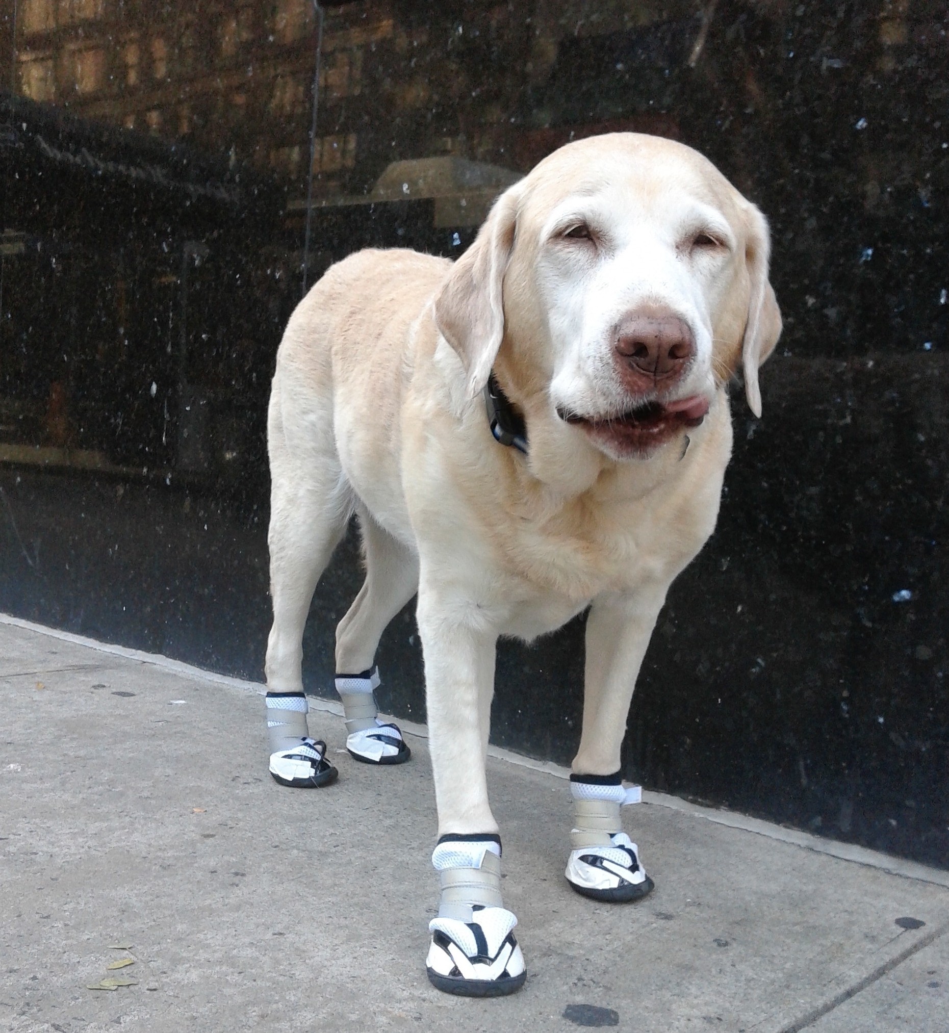 Senior Lab in white orthopedic boots