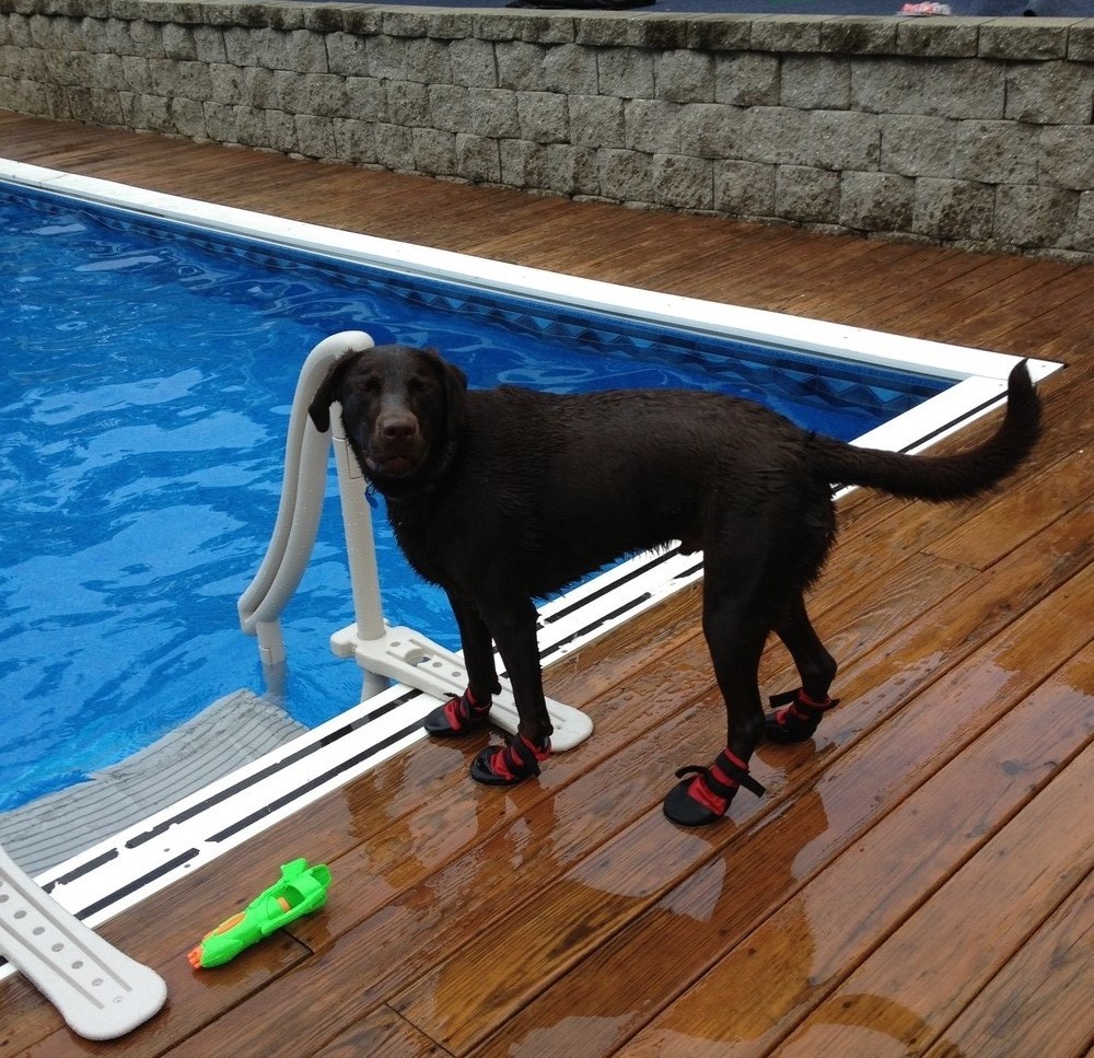Chocolate Lab by pool in red boots
