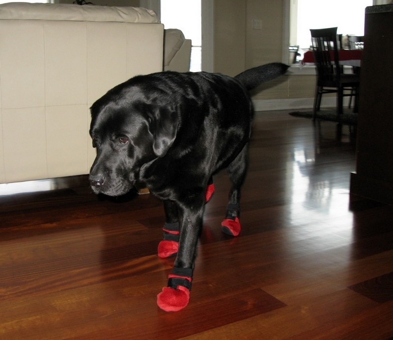 Black Lab walking in red boots on hardwood floor