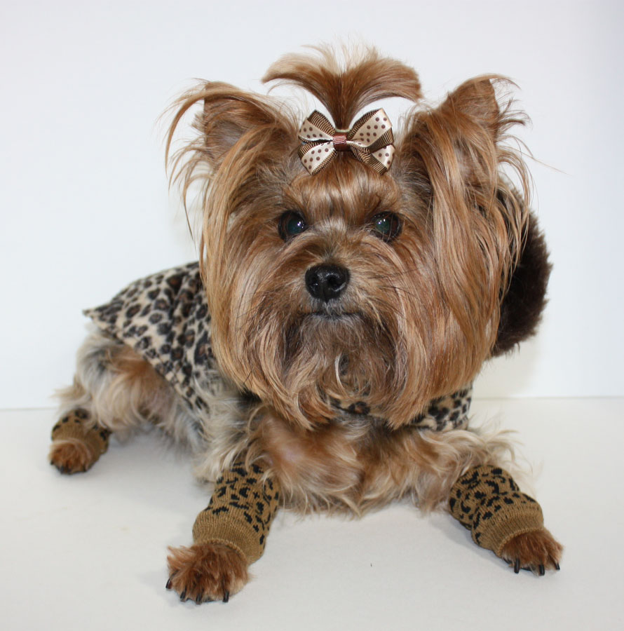 Yorkie wearing animal print dog boots