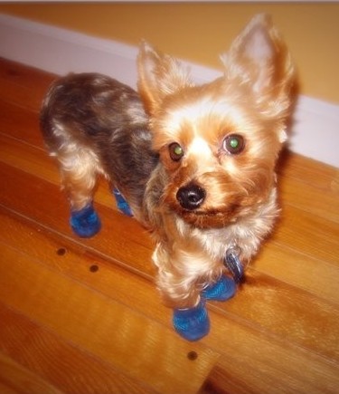 Yorkie wearing blue Mini Meshies