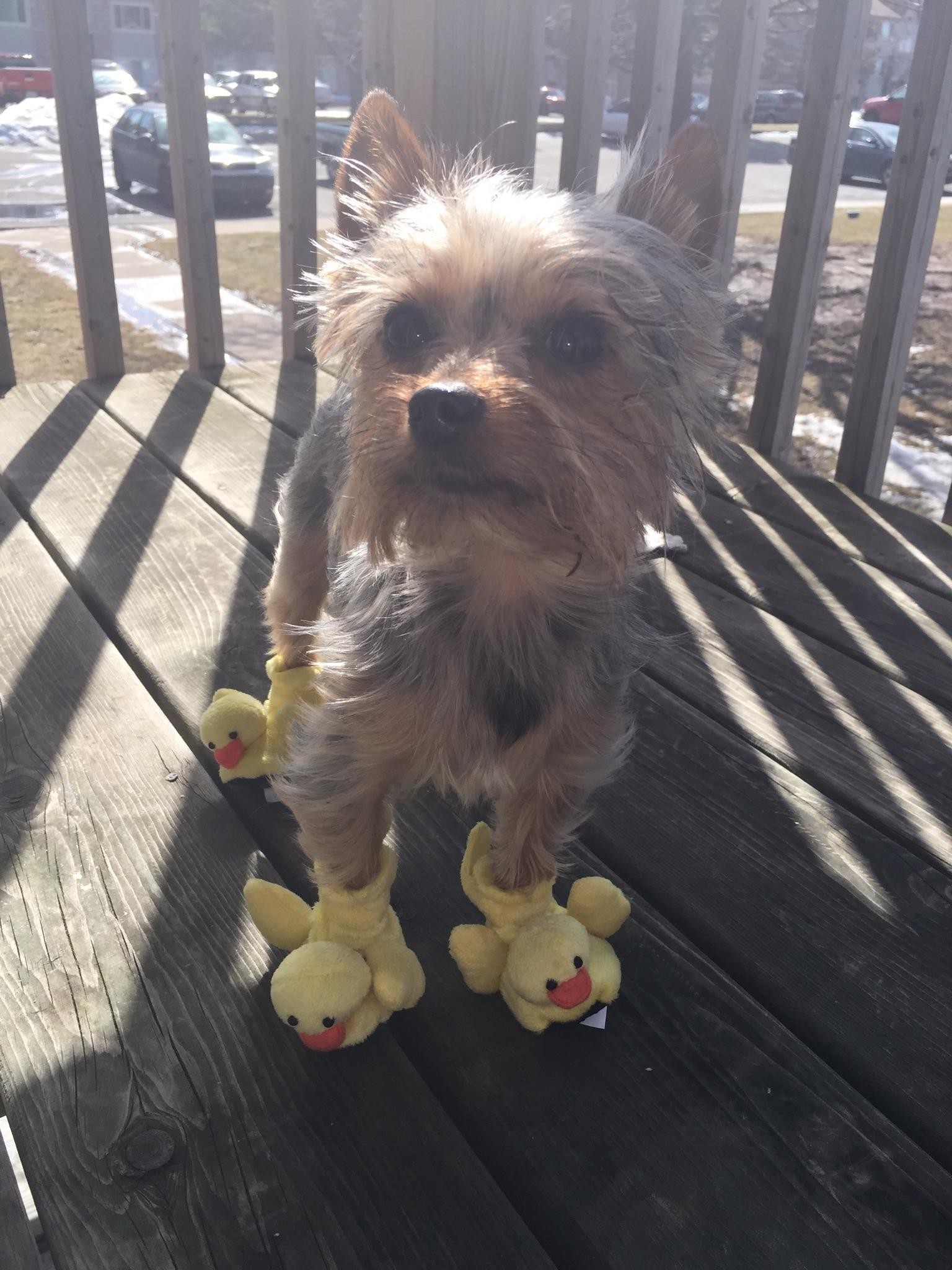 Tiny Yorkie wearing novelty dog shoes