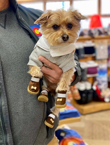 Small Yorkshire Terrier wearing dog boots