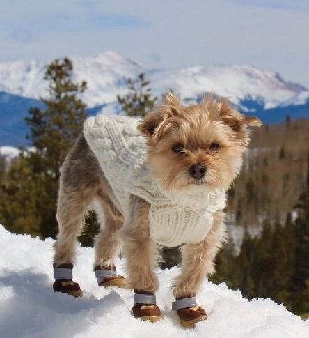 Yorkie wearing boots in the snow
