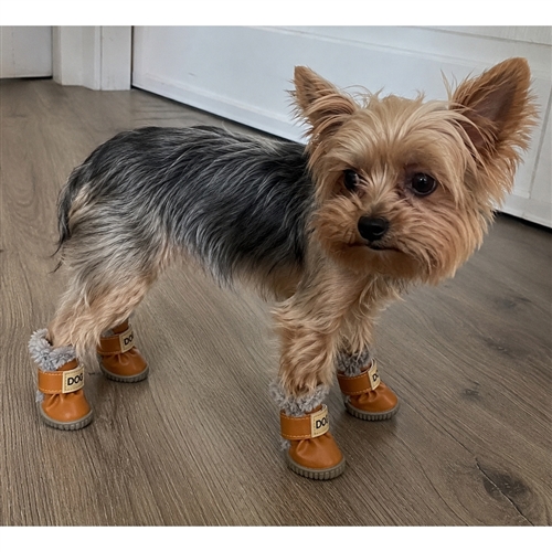 Yorkie wearing brown winter boots
