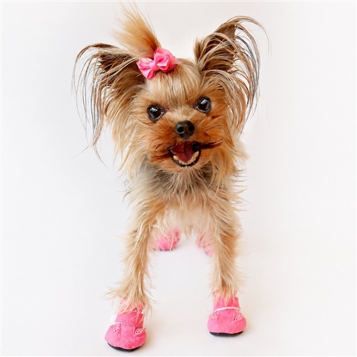 Yorkshire Terrier wearing pink dog boots
